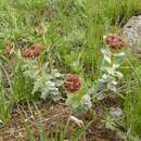 Image of Euphorbia denticulata Lam.