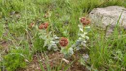 Слика од Euphorbia denticulata Lam.