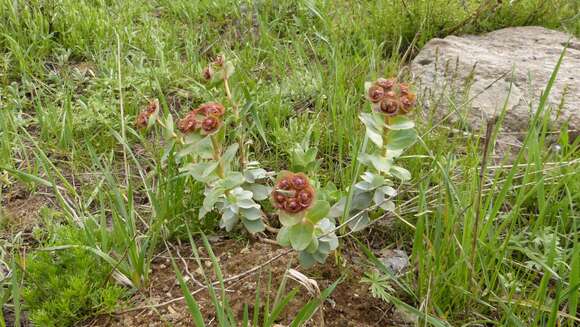 Image of Euphorbia denticulata Lam.