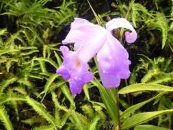 Imagem de Sobralia macrantha Lindl.