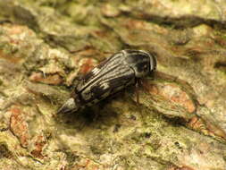 Image de Tomoxia lineella Le Conte 1862