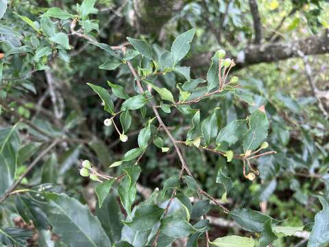 Plancia ëd Photinia parvifolia (Pritz.) C. K. Schneider