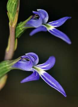 Image of Lobelia gibbosa Labill.