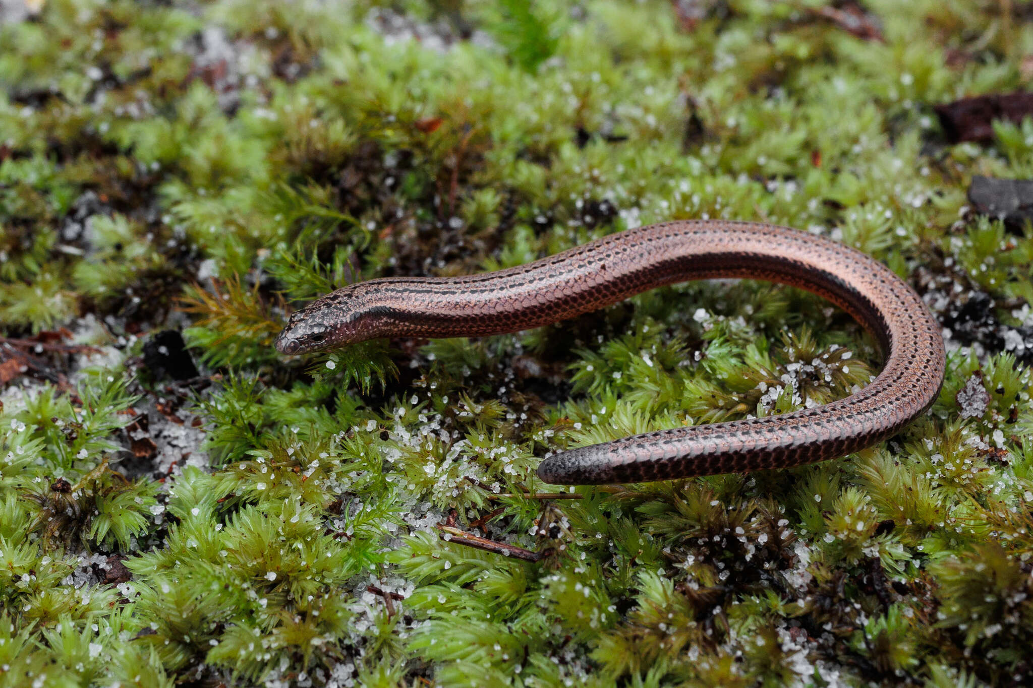 Image of Cooloola Snake-skink