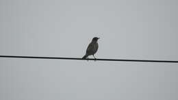 Image of Pale Thrush