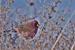 Image of Great Rosefinch