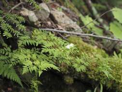 Imagem de Pedicularis keiskei Franch. & Sav.