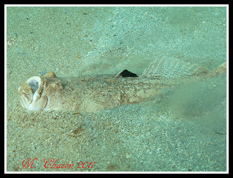 Image of Atlantic Stargazer