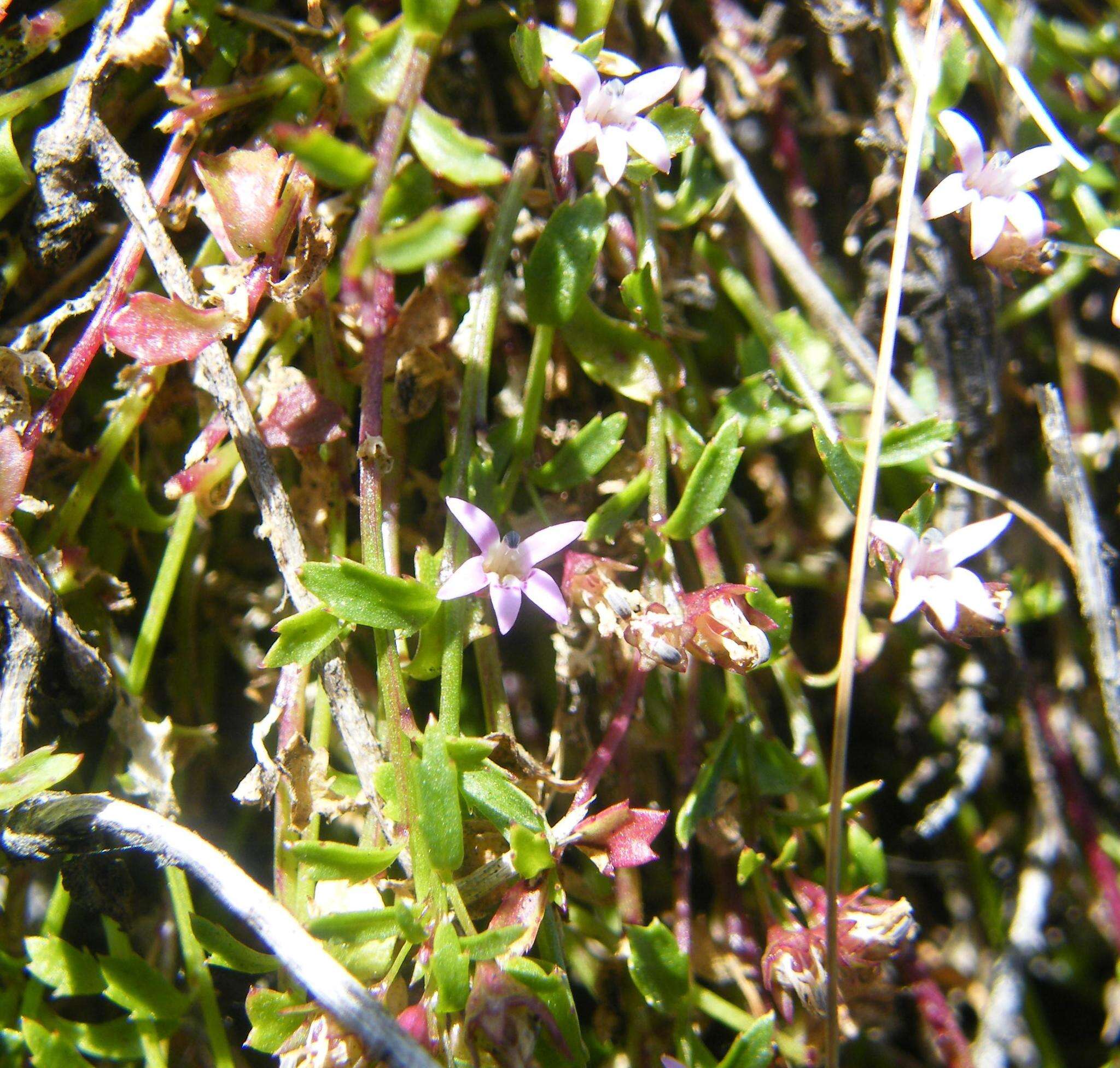 صورة Lobelia filicaulis (C. Presl) Schönland