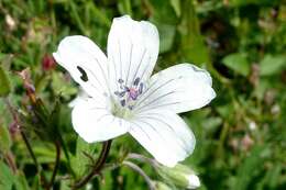 Image of Geranium rivulare Vill.