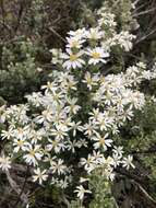 Image of heart leaf daisy bush