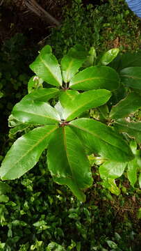 Image of shrub panax