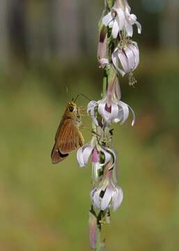 صورة Nabalus autumnalis (Walt.) Weakley