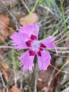 Image of feathered pink