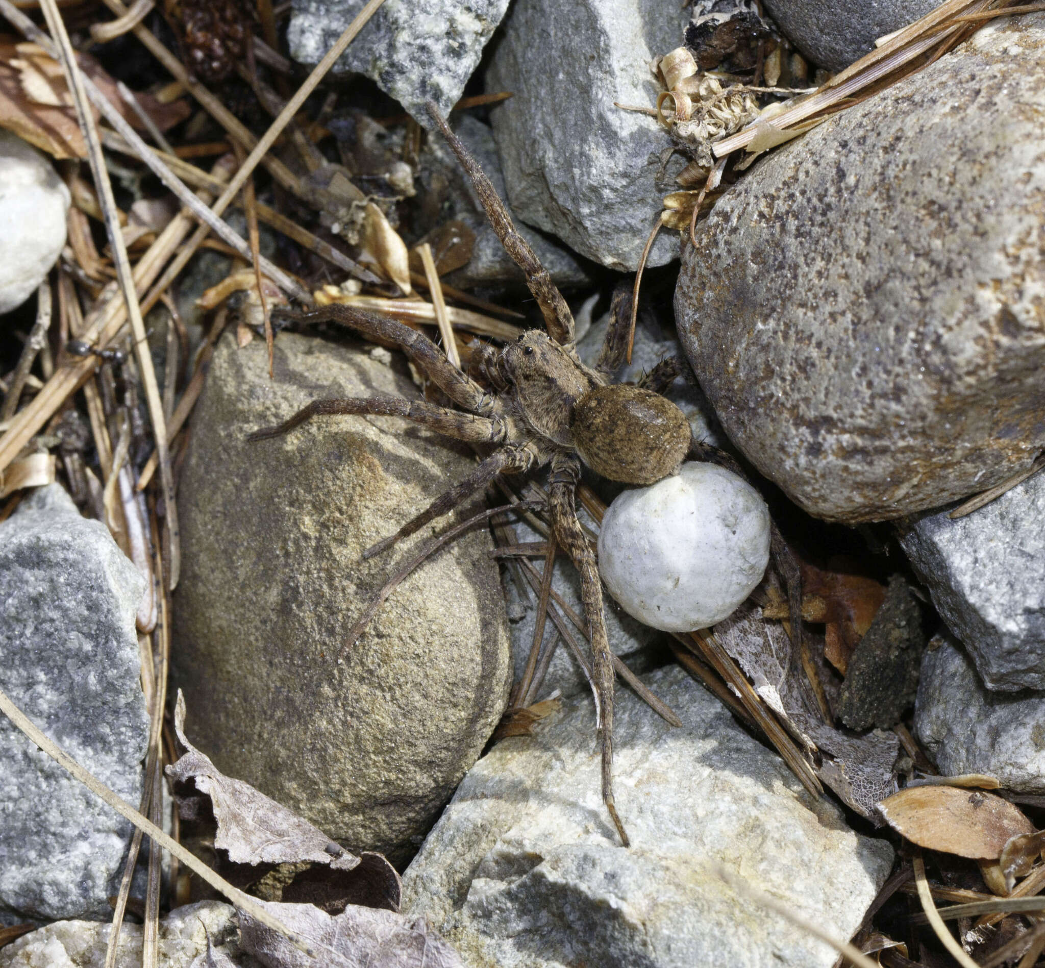 Imagem de Gladicosa gulosa (Walckenaer 1837)