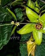 Orthosia angustifolia (Turcz.) Liede & Meve的圖片