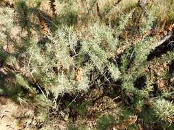 Image of coastal sagebrush