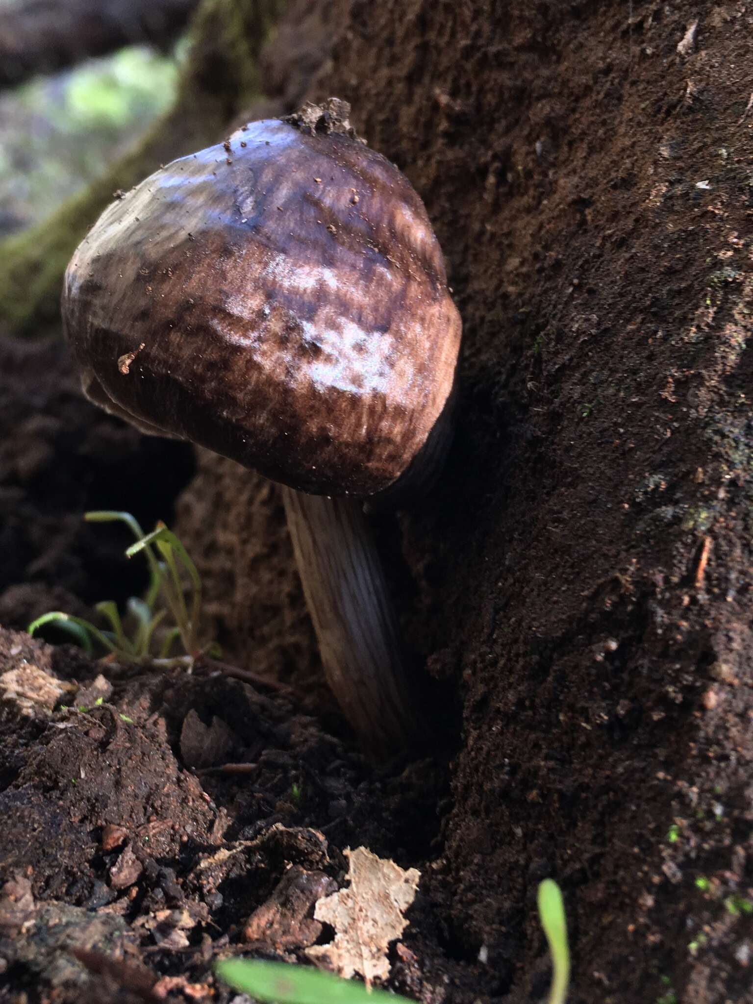 Image of Pluteus exilis Singer 1989