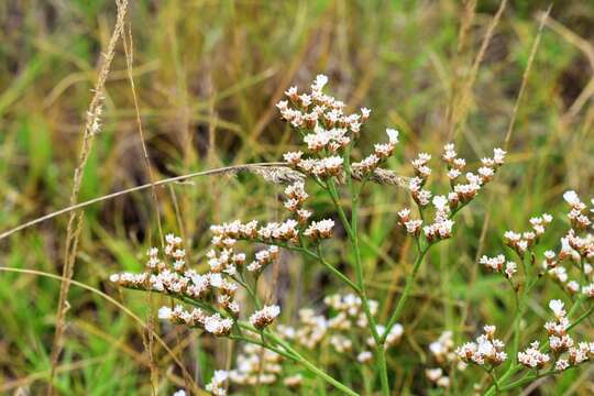 Imagem de Limonium brasiliense (Boiss.) O. Kuntze