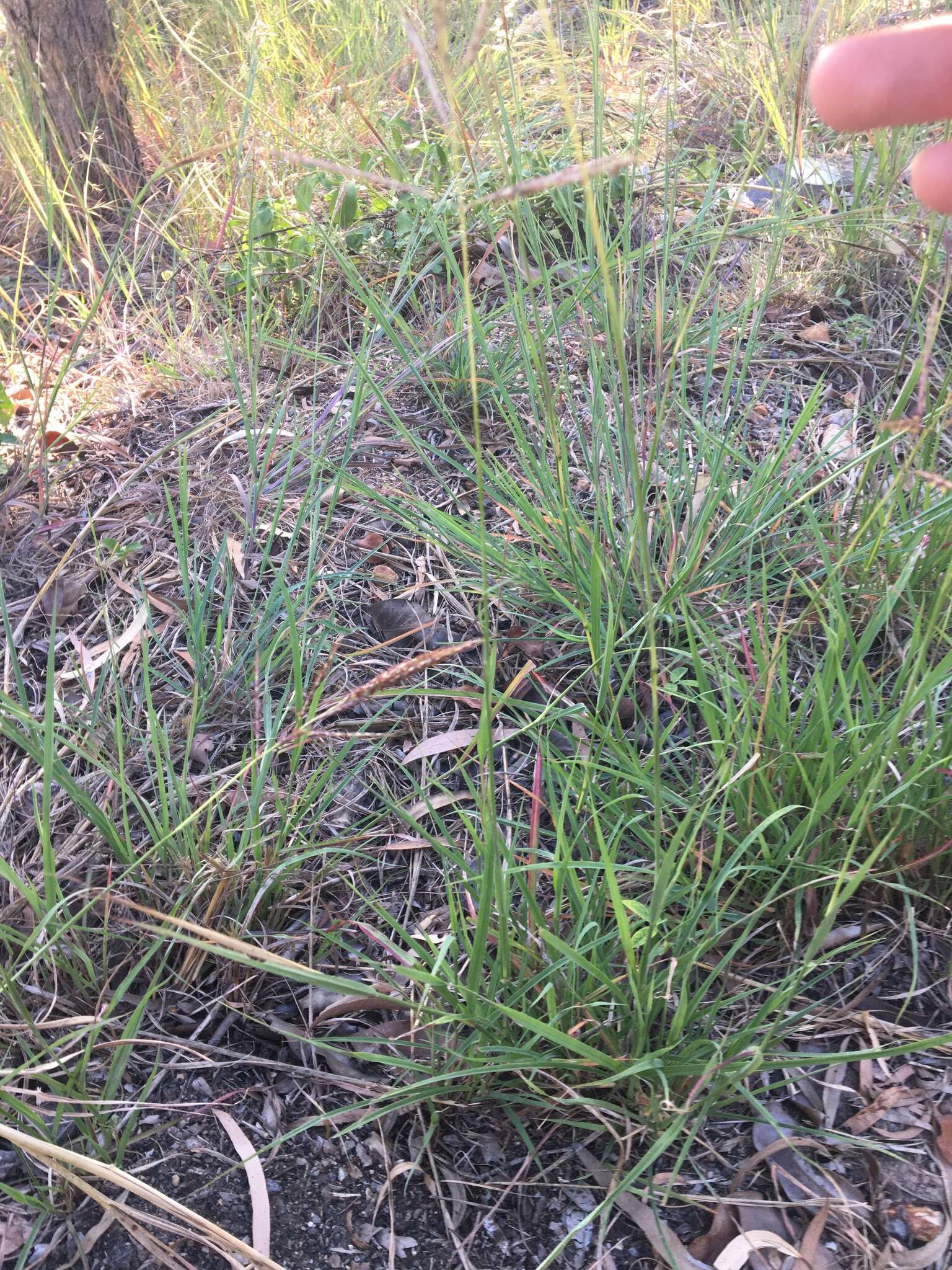 صورة Bothriochloa bladhii (Retz.) S. T. Blake