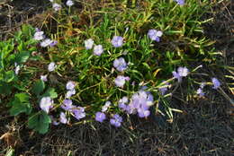 Image of Dianthus longicalyx Miq.