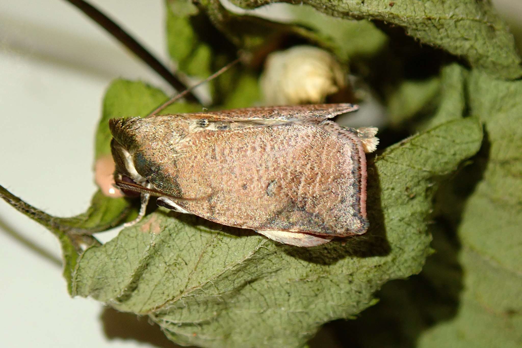 Image of Beara tortriciformis (Strand 1917)