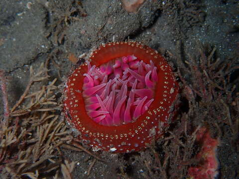 Image of McPeak anemone