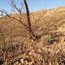 Image of Agave chrysoglossa I. M. Johnst.