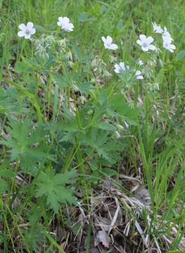 Image of Geranium pseudosibiricum J. Mayer