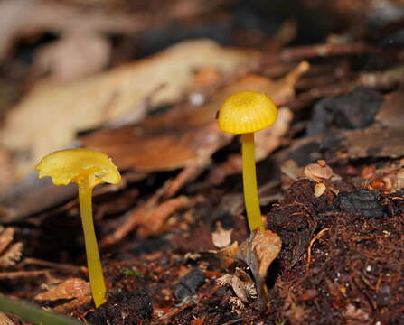 Hygrocybe chromolimonea (G. Stev.) T. W. May & A. E. Wood 1995的圖片