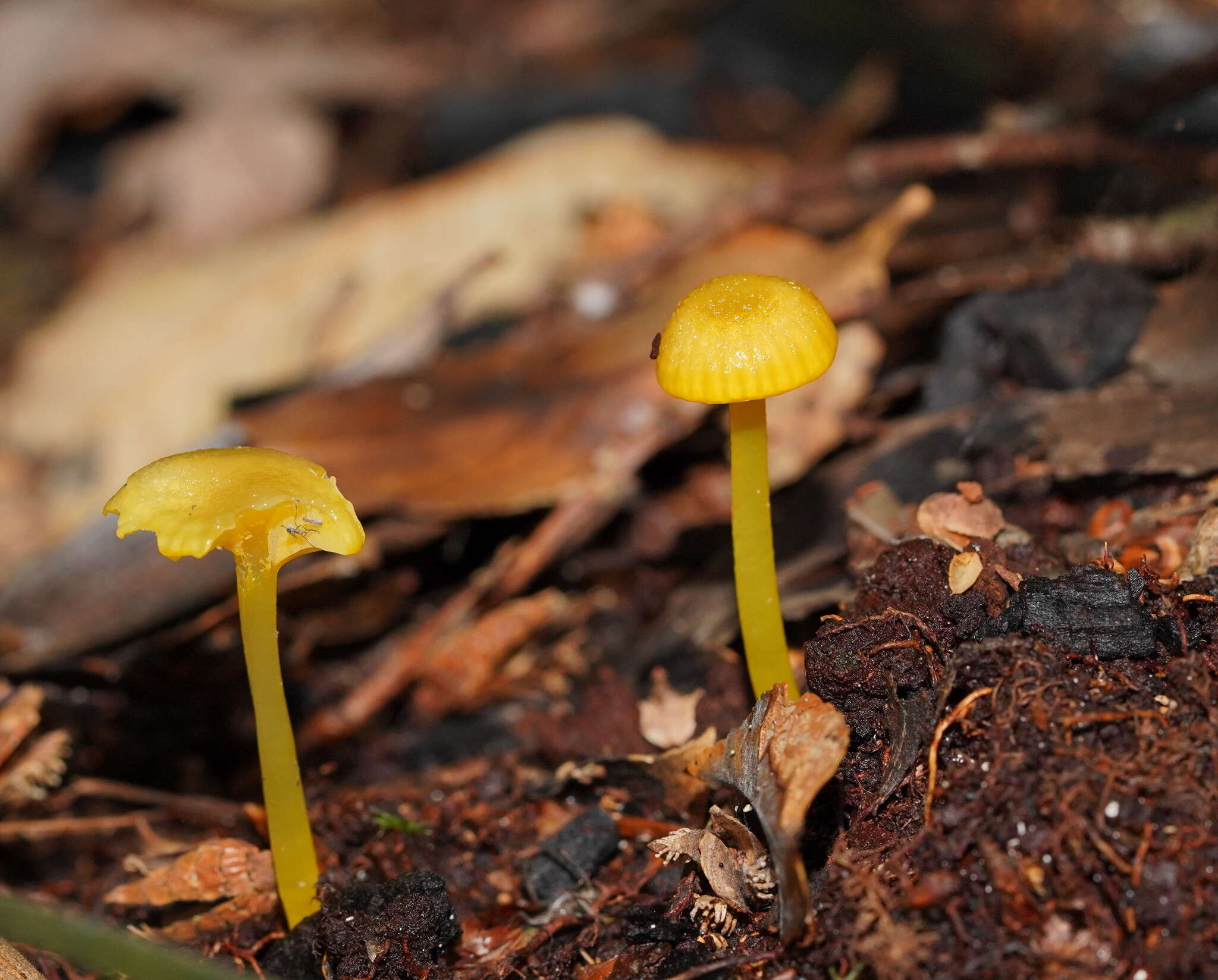 Imagem de Hygrocybe chromolimonea (G. Stev.) T. W. May & A. E. Wood 1995