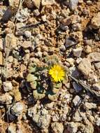 Image of Titanopsis calcarea (Marloth) Schwant.