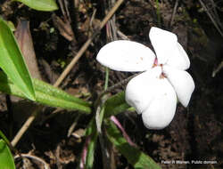 Image of Rhodohypoxis baurii var. baurii