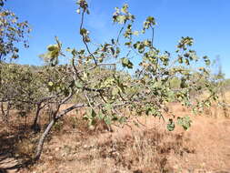 Sivun Terminalia latipes subsp. psilocarpa L. Pedley kuva