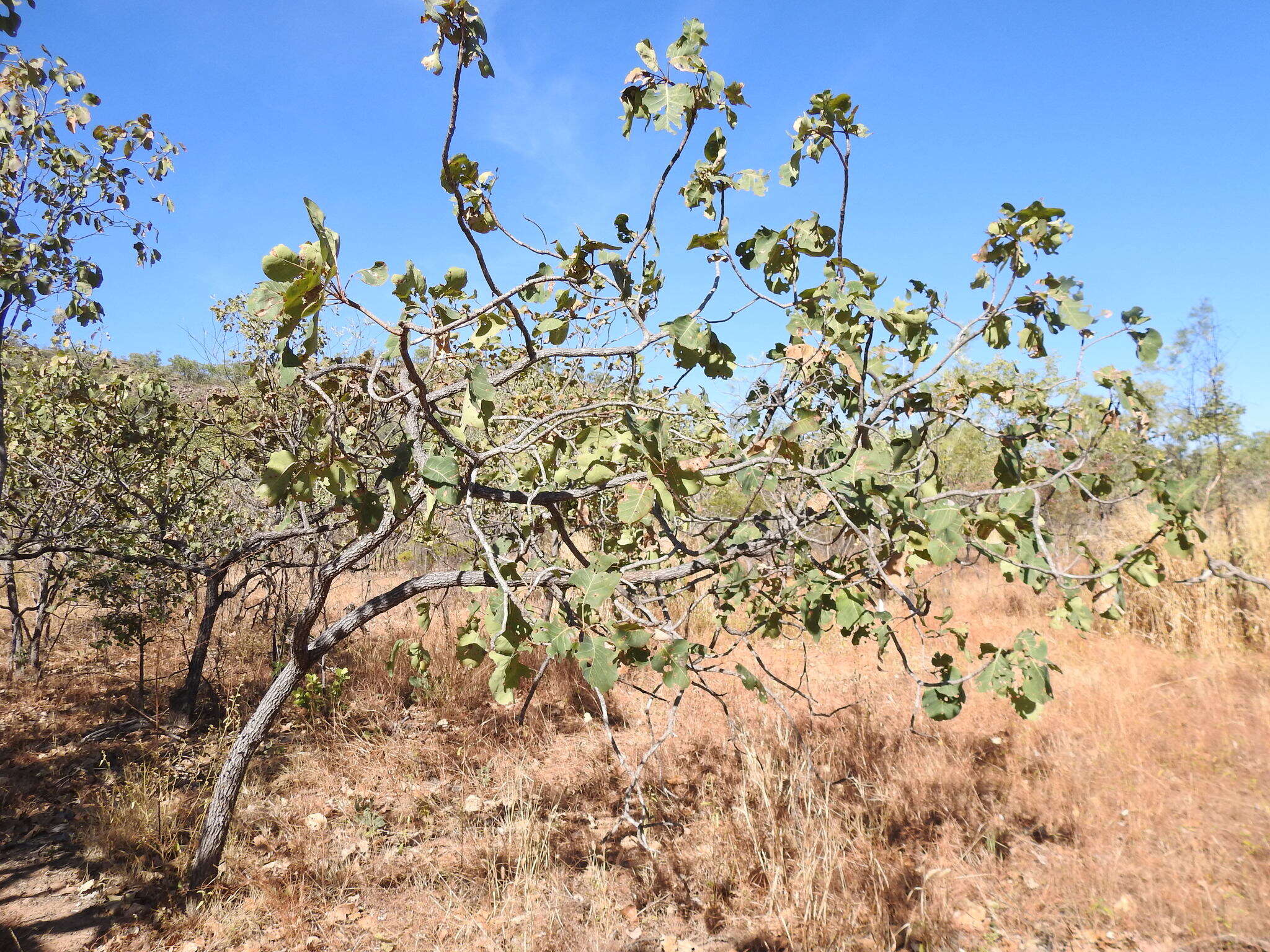 Image de Terminalia latipes subsp. psilocarpa L. Pedley