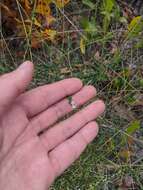 Image of littleleaf buckbrush