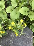 Sedum bulbiferum Makino resmi