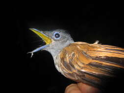 Image of Blyth's Paradise Flycatcher