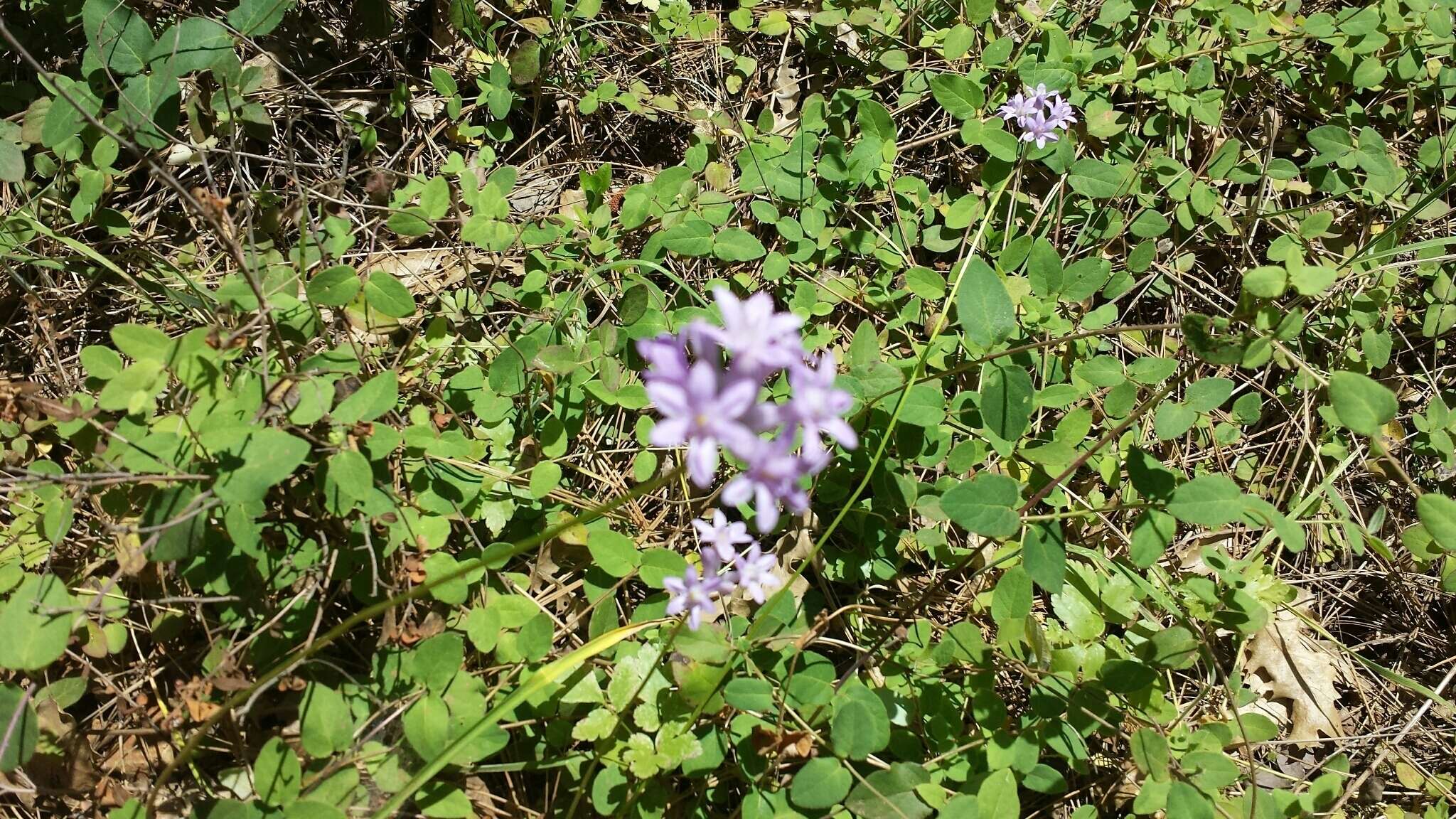 Sivun Dichelostemma multiflorum (Benth.) A. Heller kuva