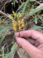 Image of Grevillea venusta R. Br.