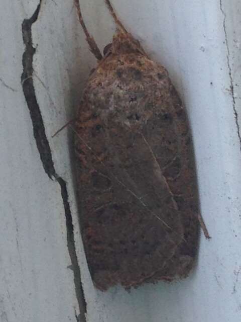 صورة Abagrotis alternata Grote 1864