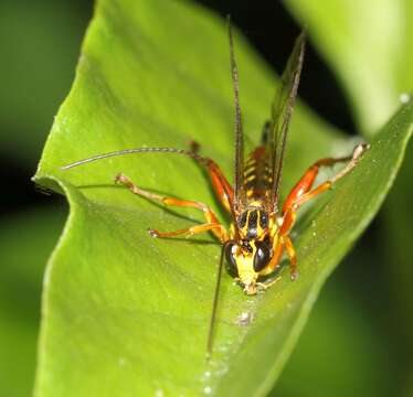 Sivun Echthromorpha agrestoria (Swederus 1787) kuva