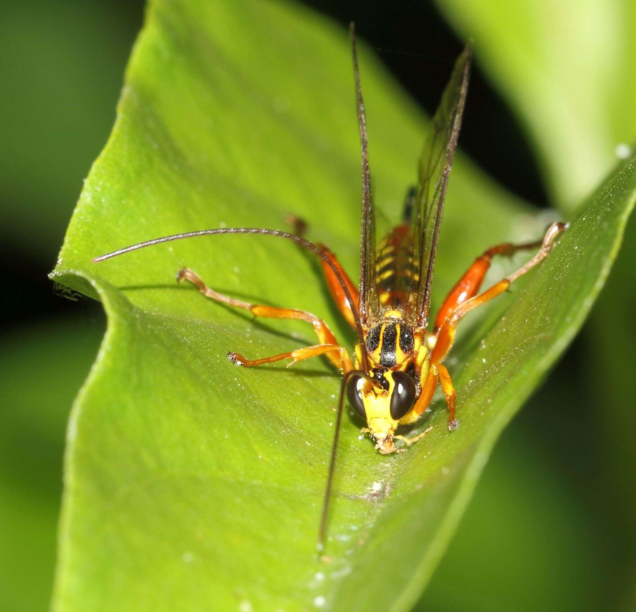 Image of Echthromorpha agrestoria (Swederus 1787)