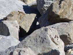 Image of Iberian rock lizard