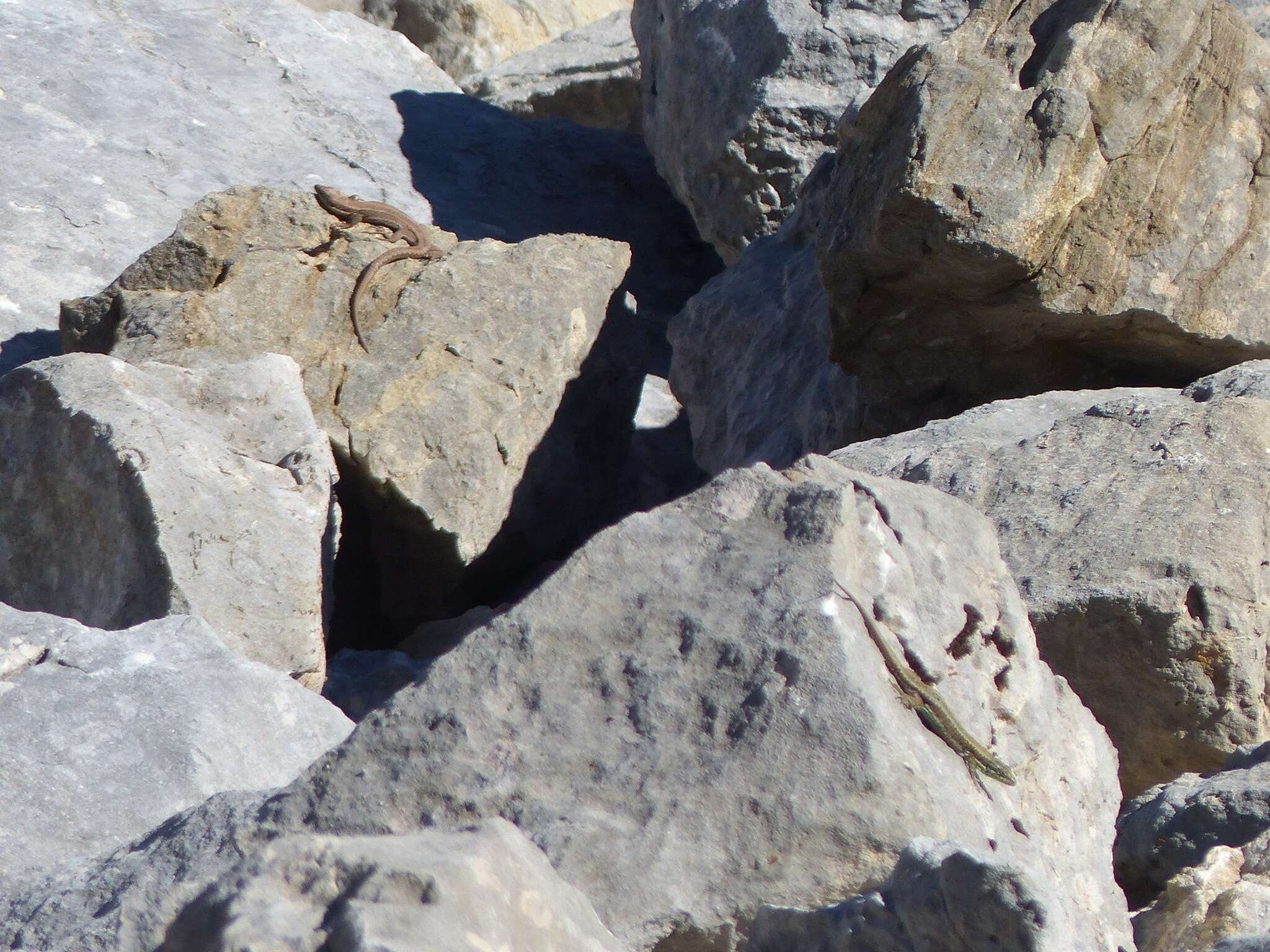 Image of Iberian rock lizard