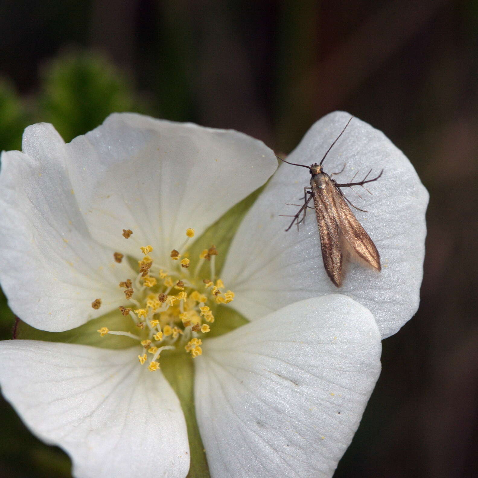 Image of Schreckensteinioidea