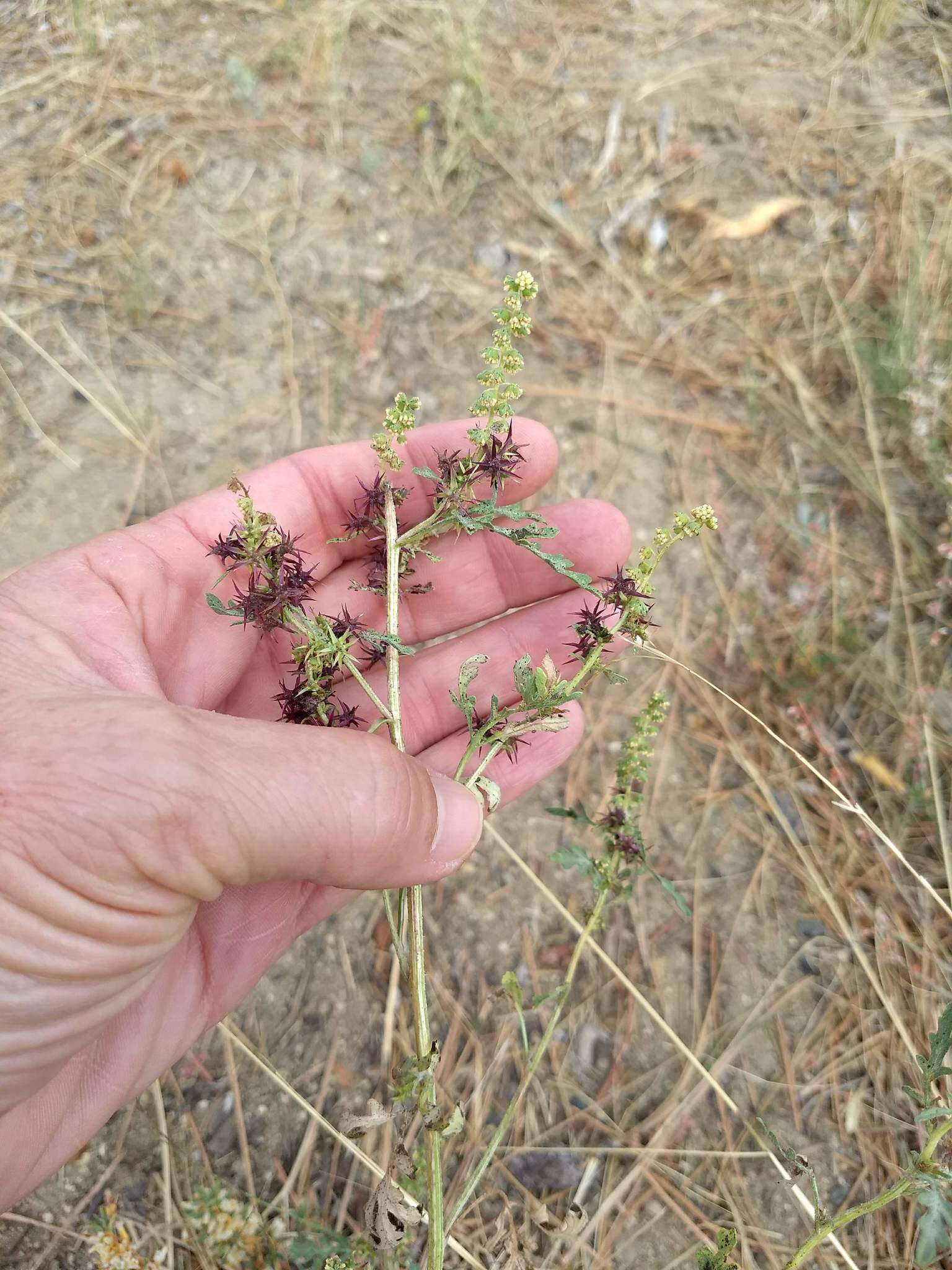 Image of flatspine bur ragweed