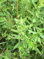 Image of swamp lousewort