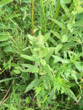 Imagem de Pedicularis lanceolata Michx.