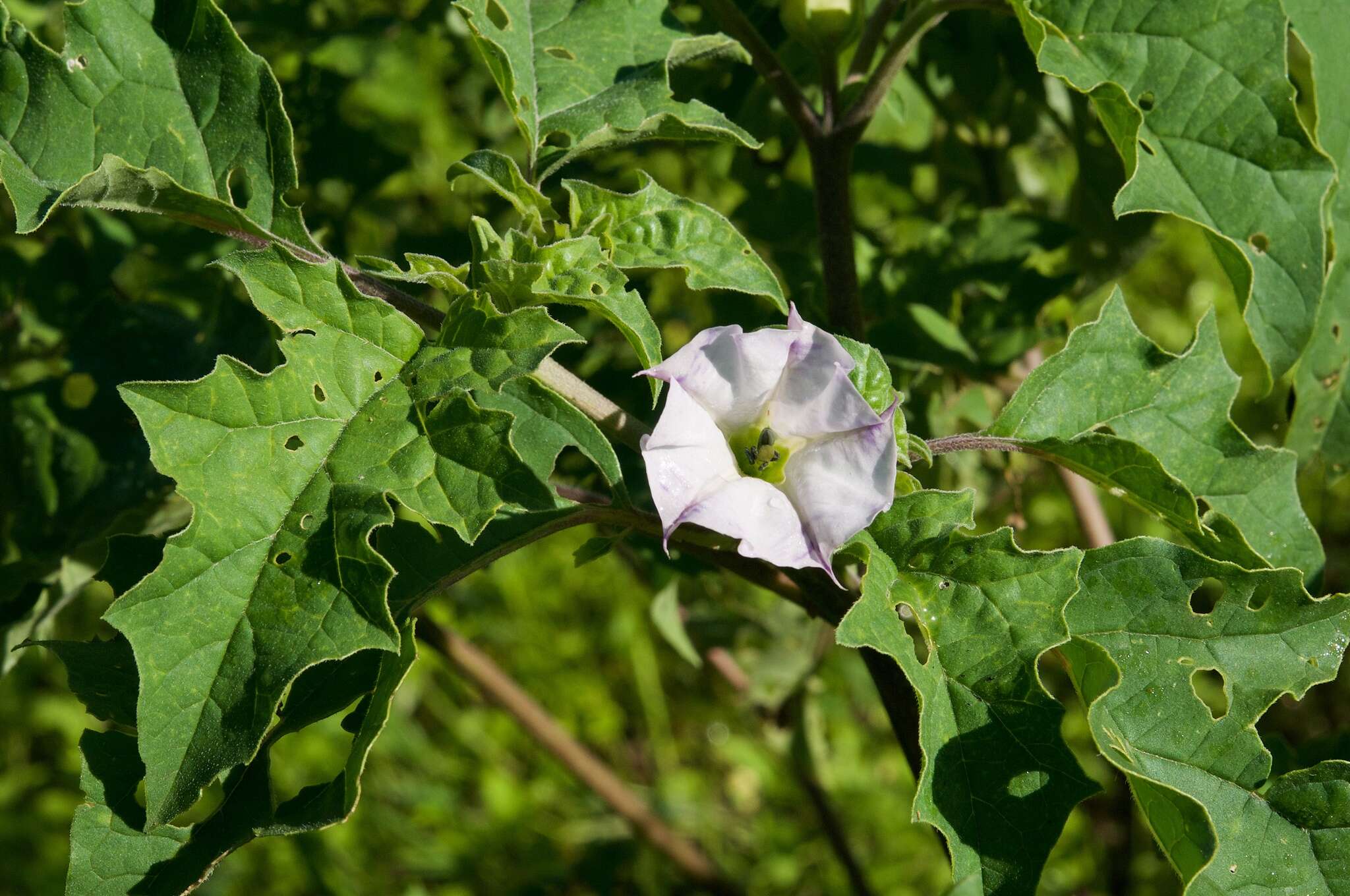 Image of Chinese thorn-apple